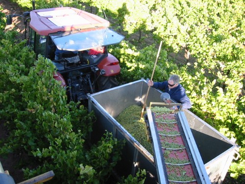 виноградники во Франции